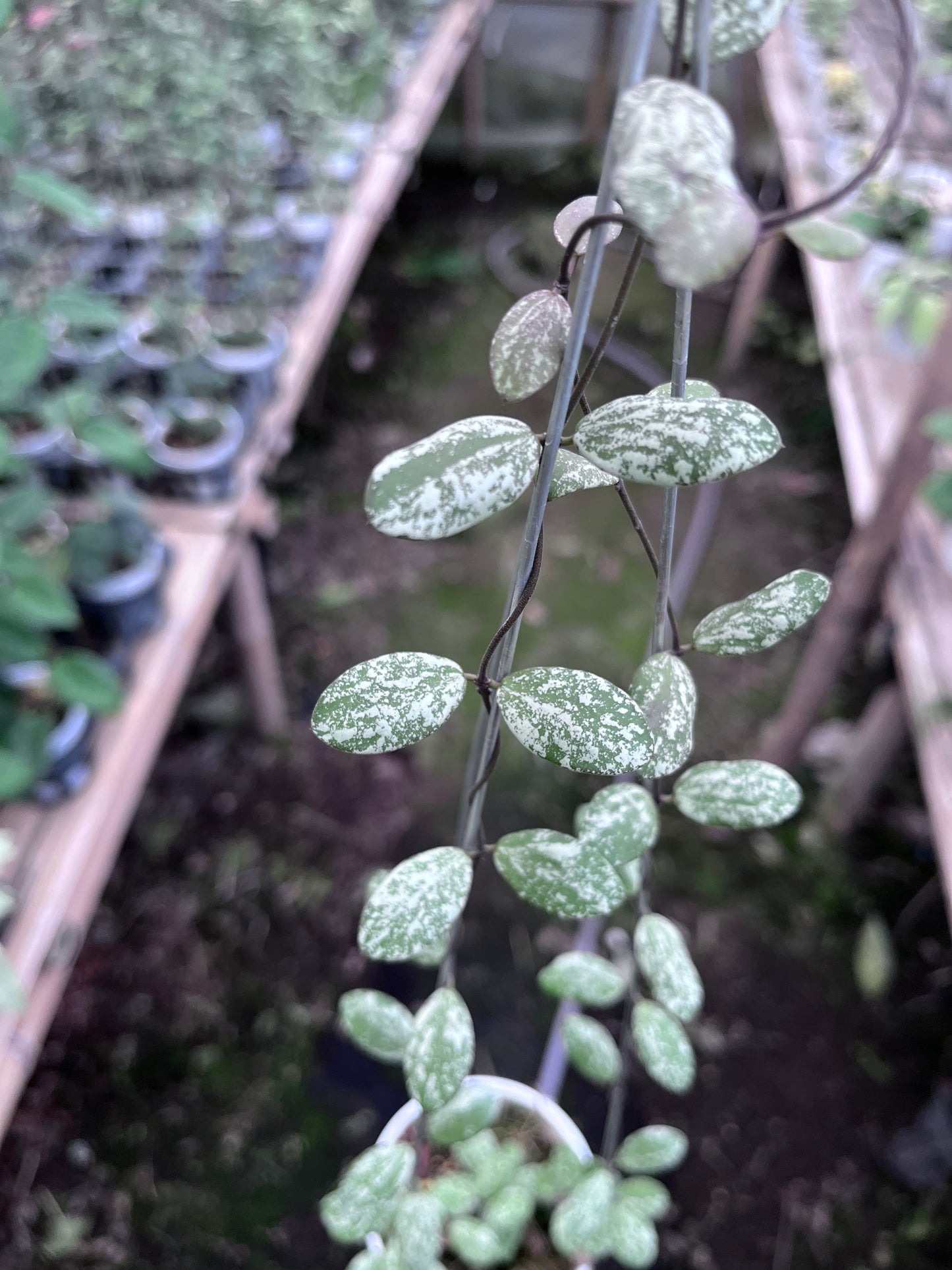 Hoya Aff Fubera