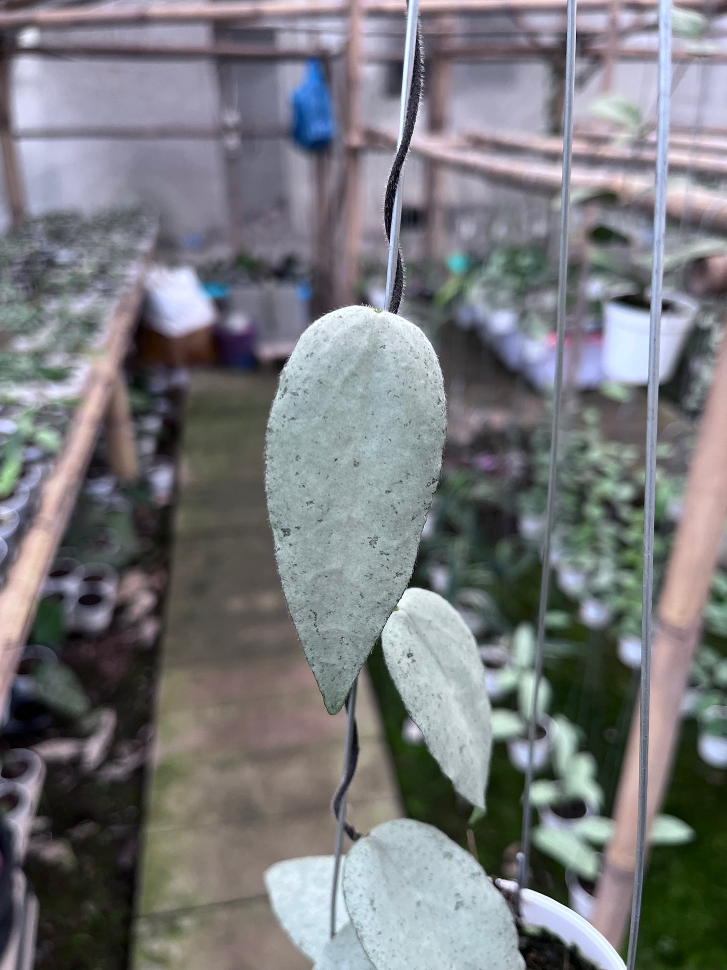 Hoya Caudata Argene (4 leaves)