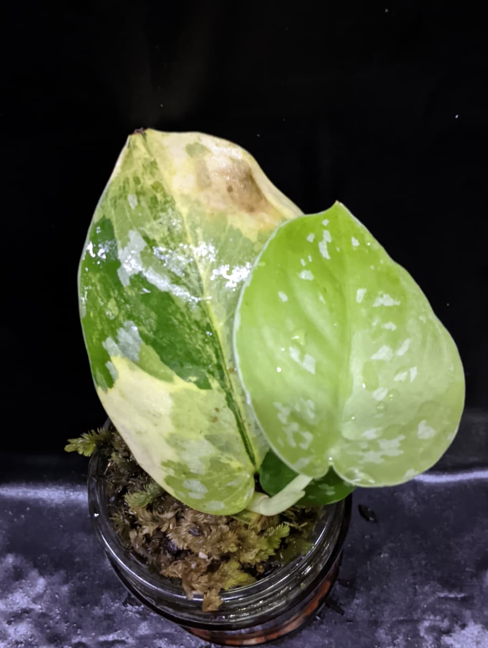 Scindapsus Fantasi