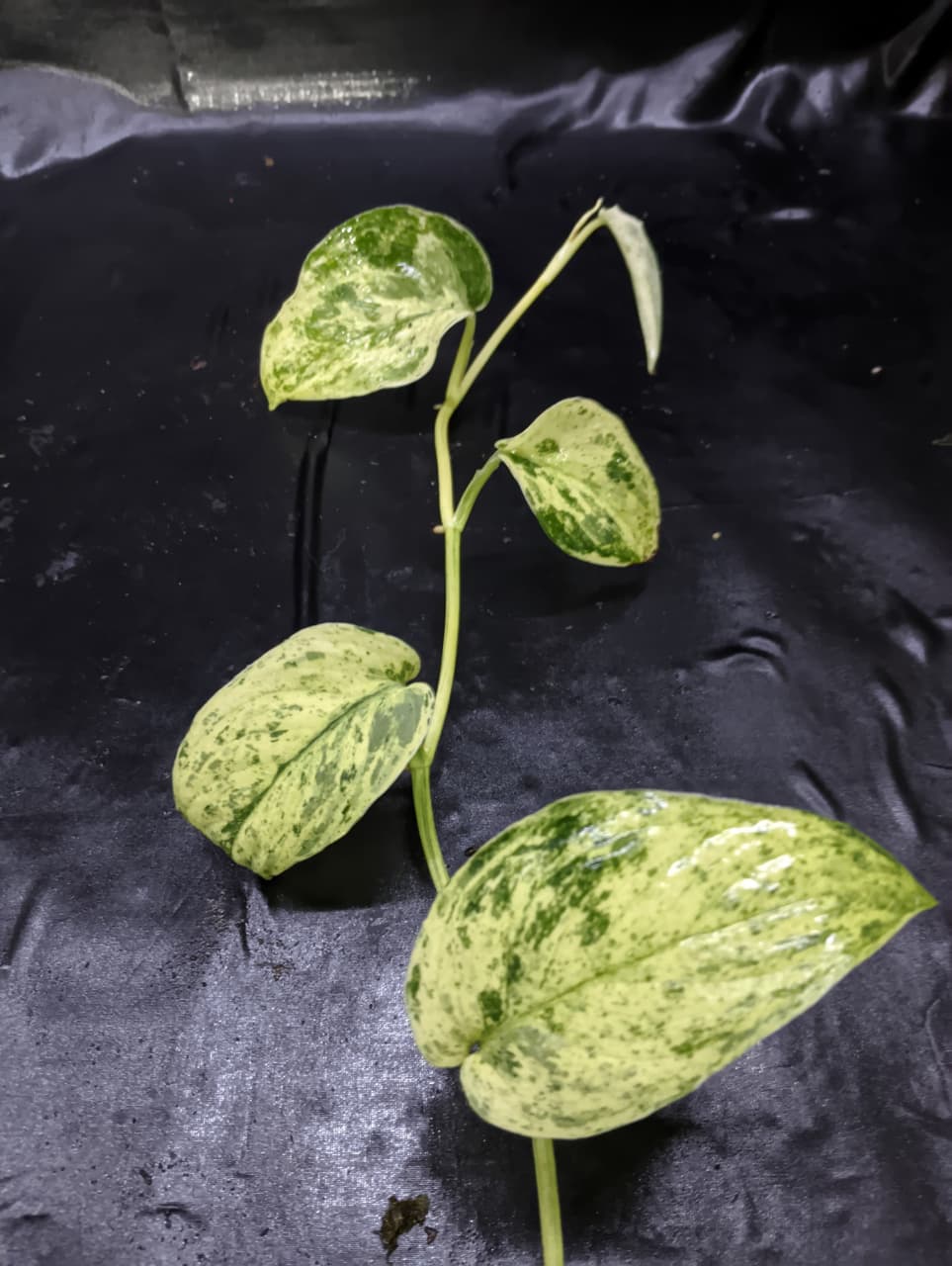 Scindapsus Halimoon