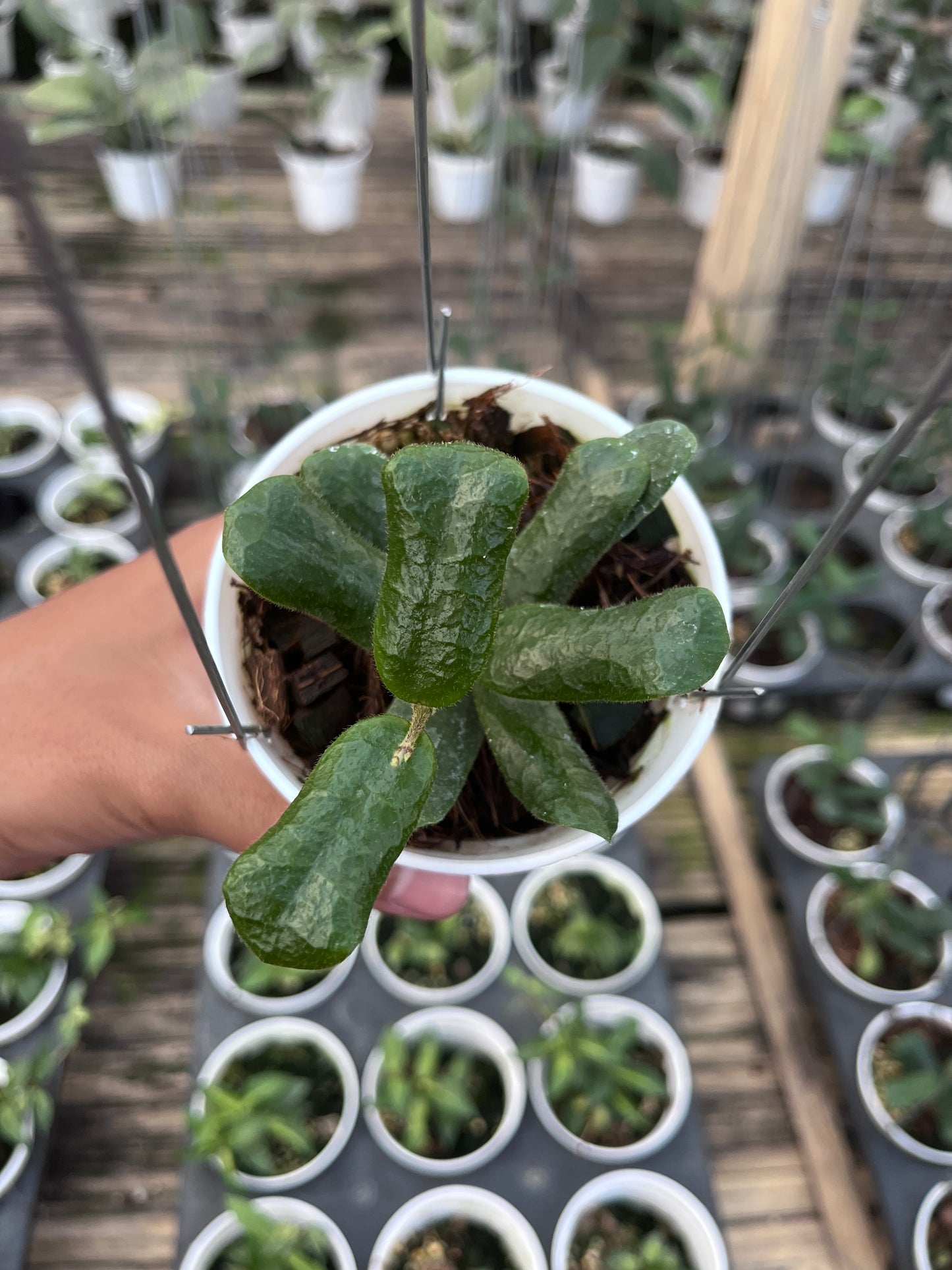 Hoya Rotundiflora
