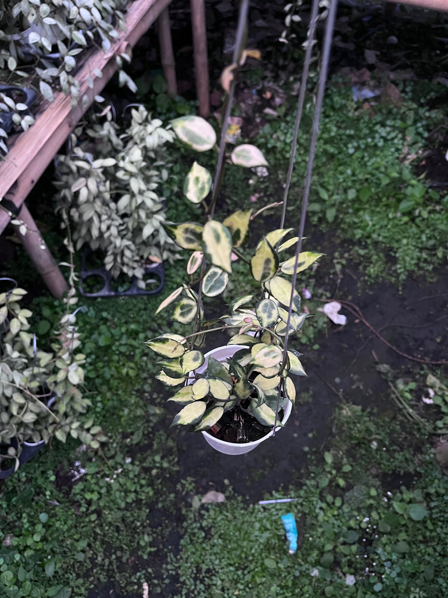 Hoya Lacunosa Ilumi
