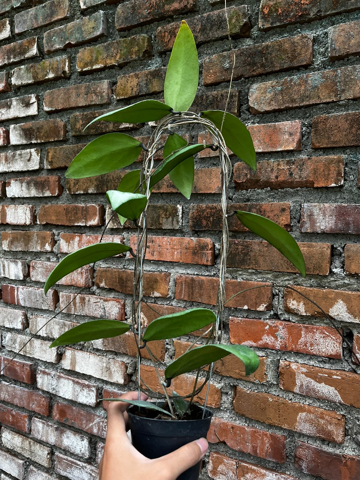 Hoya Towutiensis