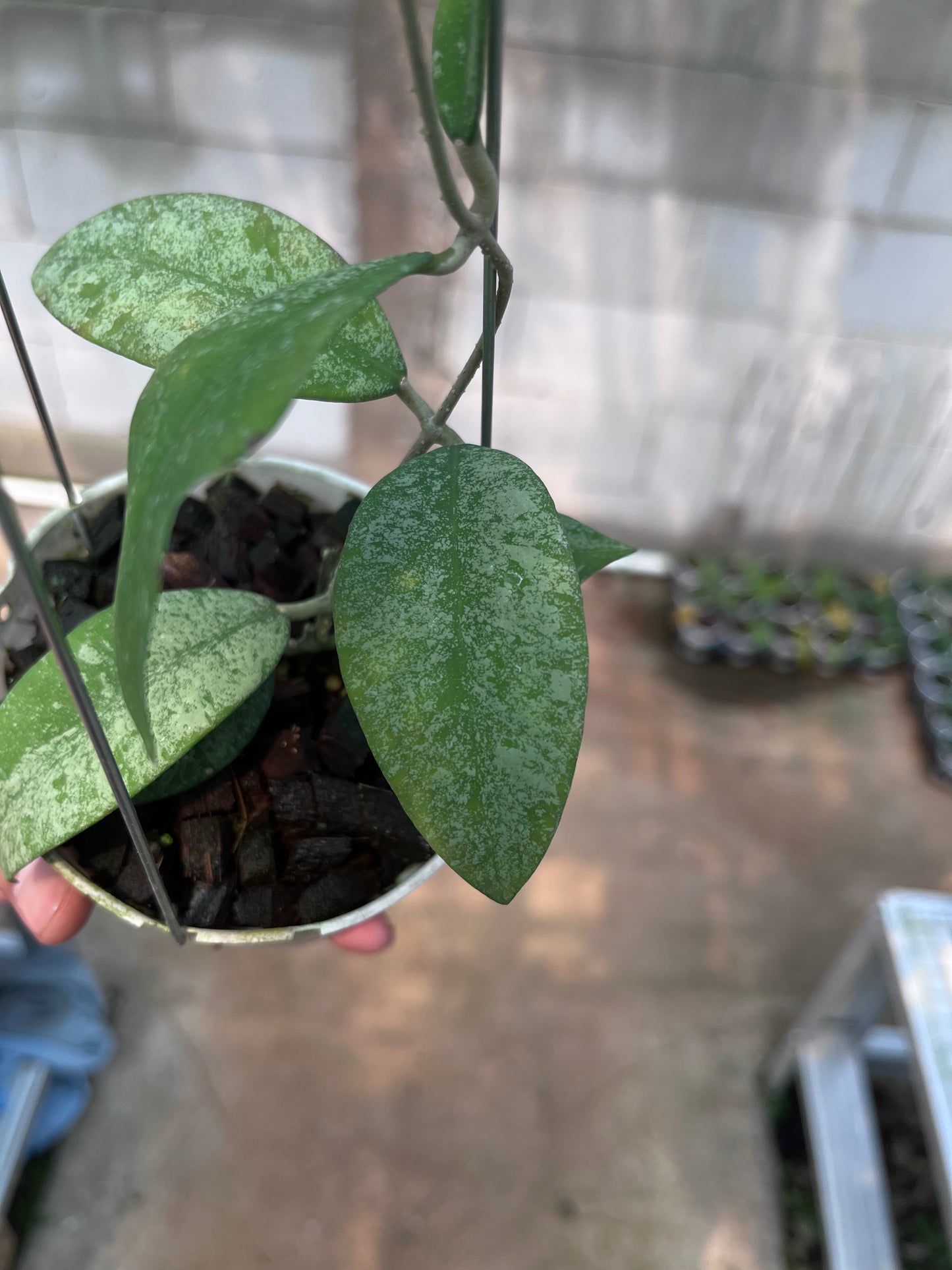 Hoya Polypus