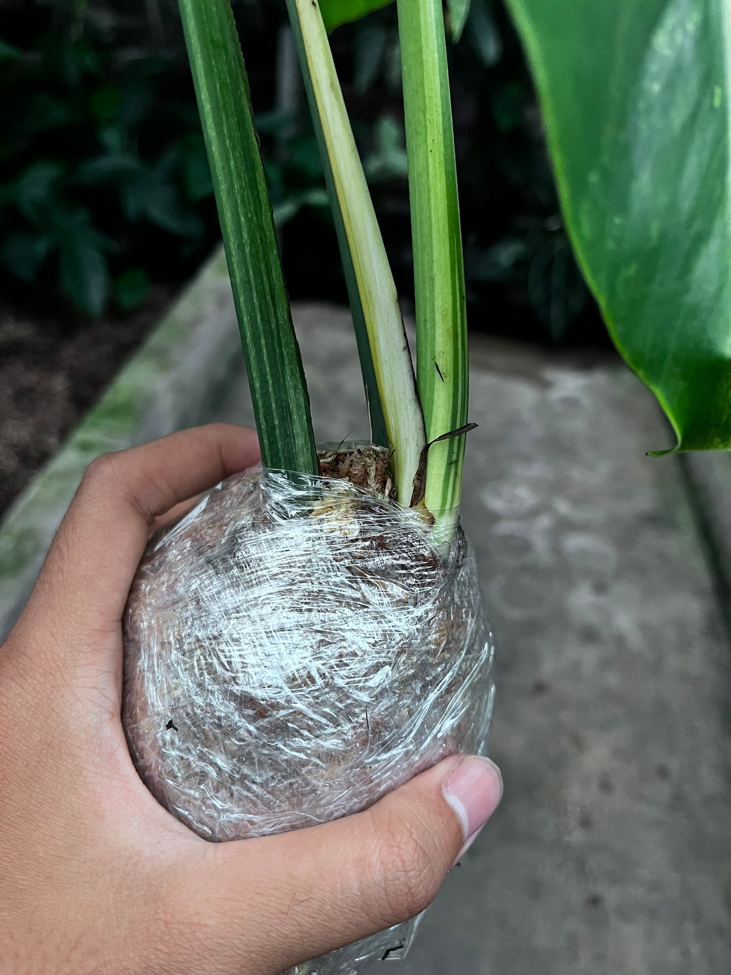 Monstera Mint