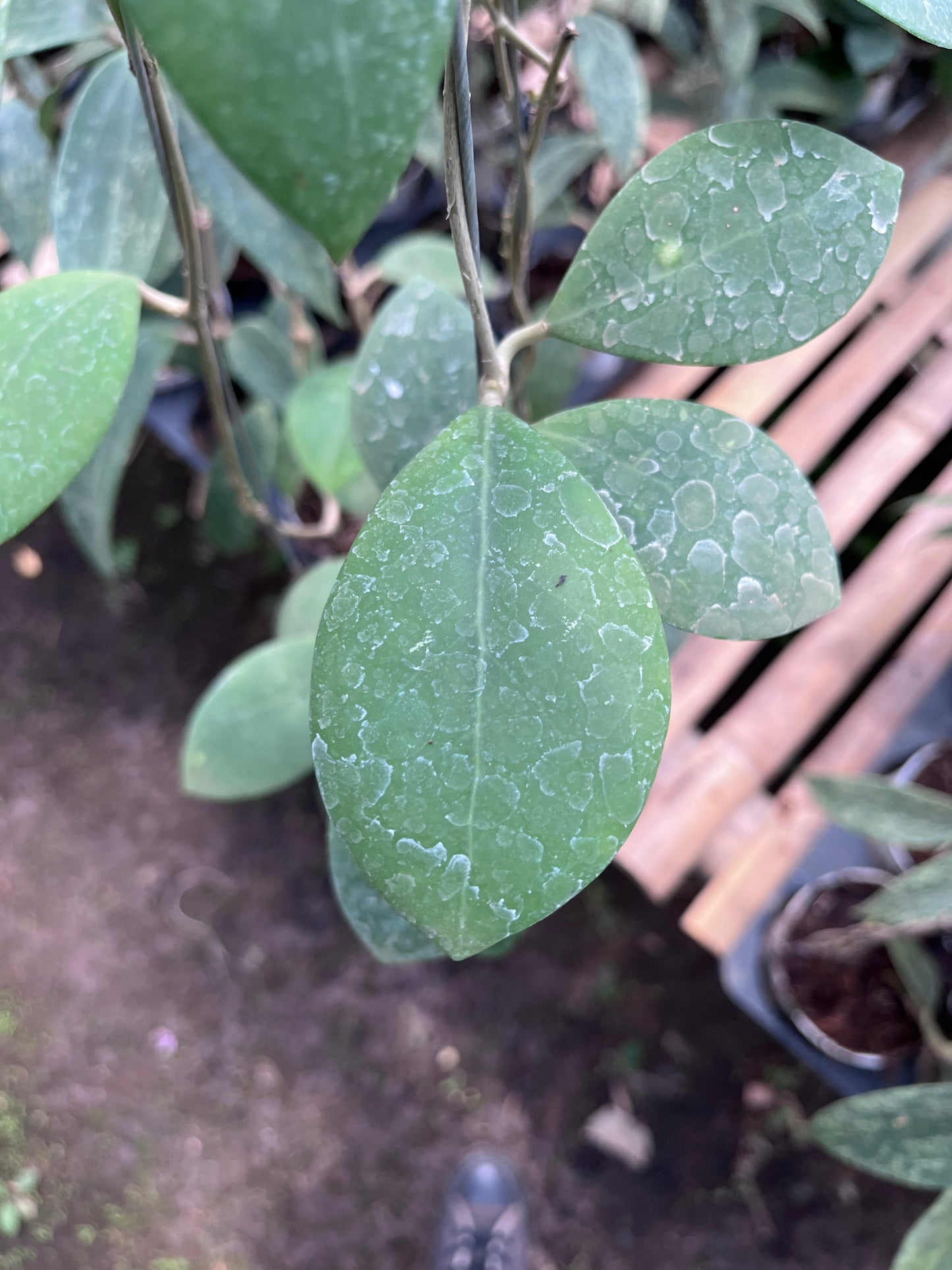 Hoya Erythrostemma