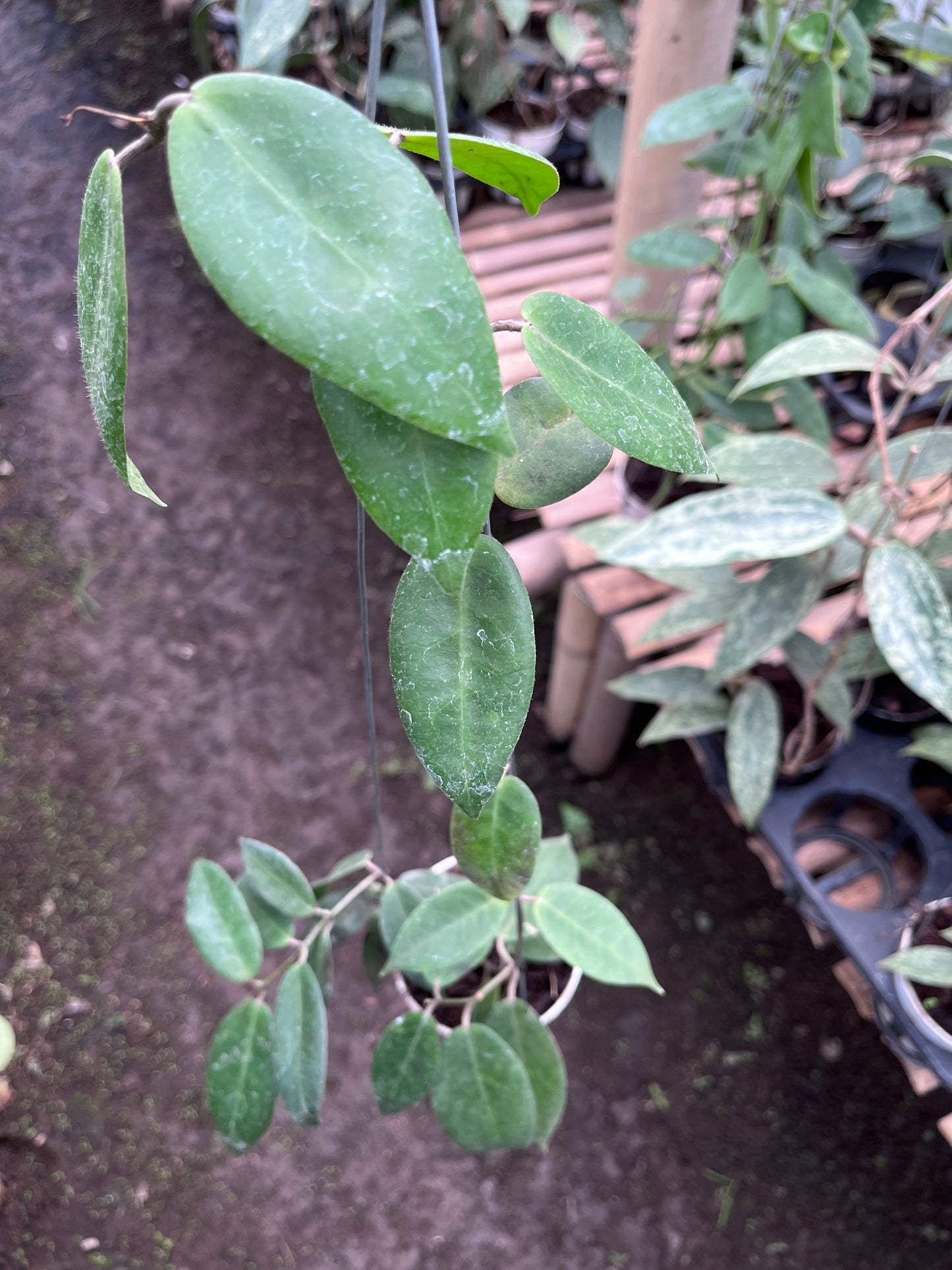 Hoya Piestolepies