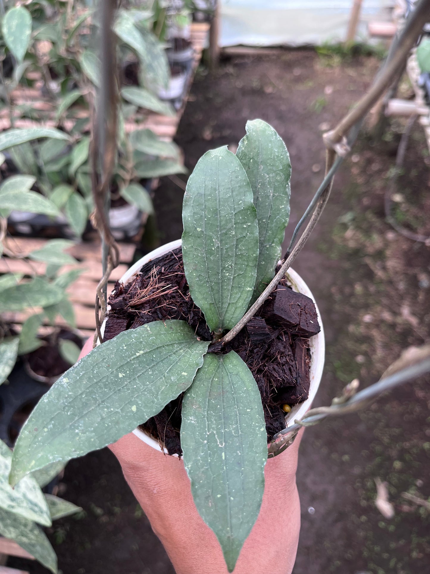 Hoya Erythrina Bajo