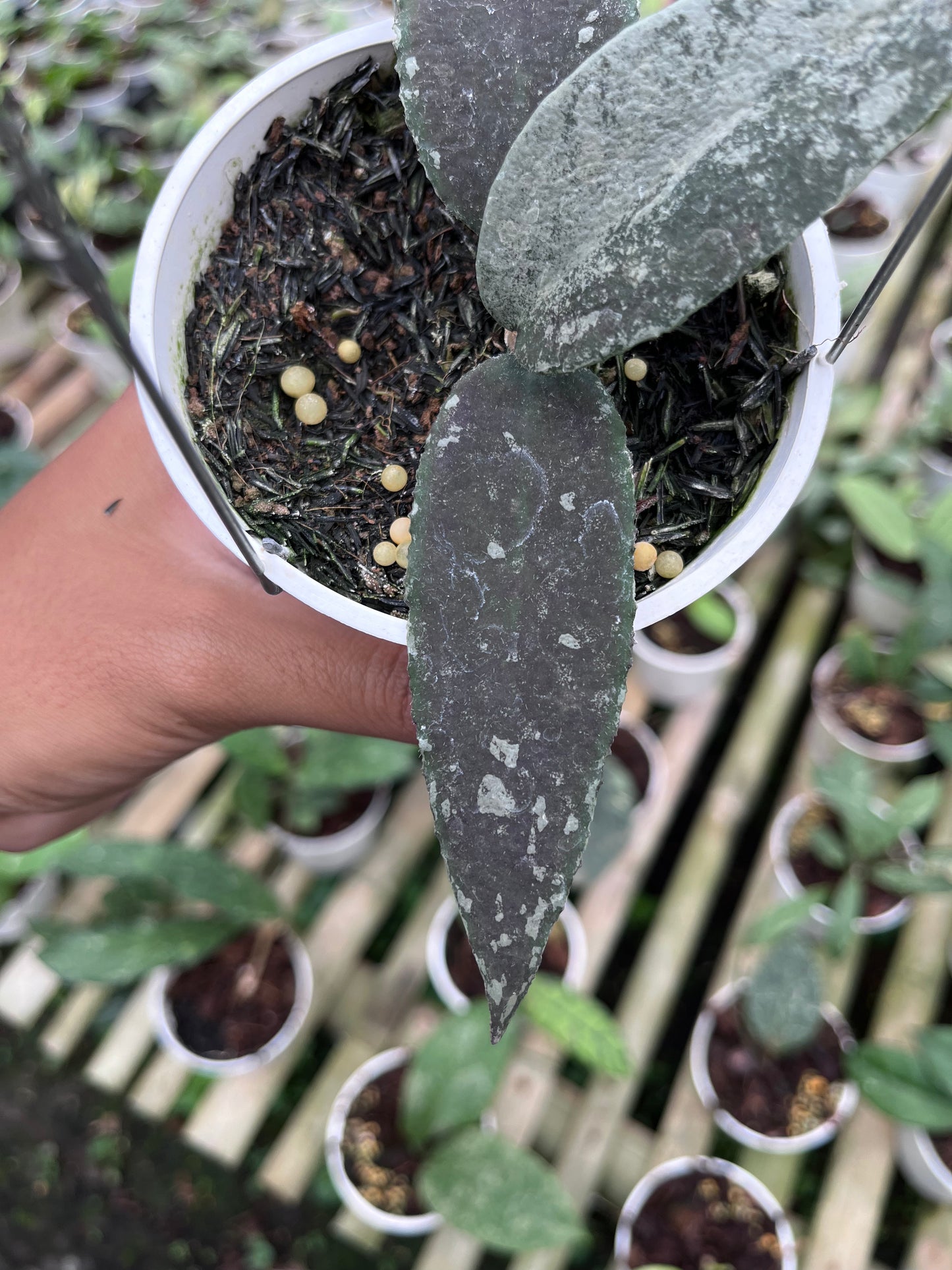 Hoya Flagellata
