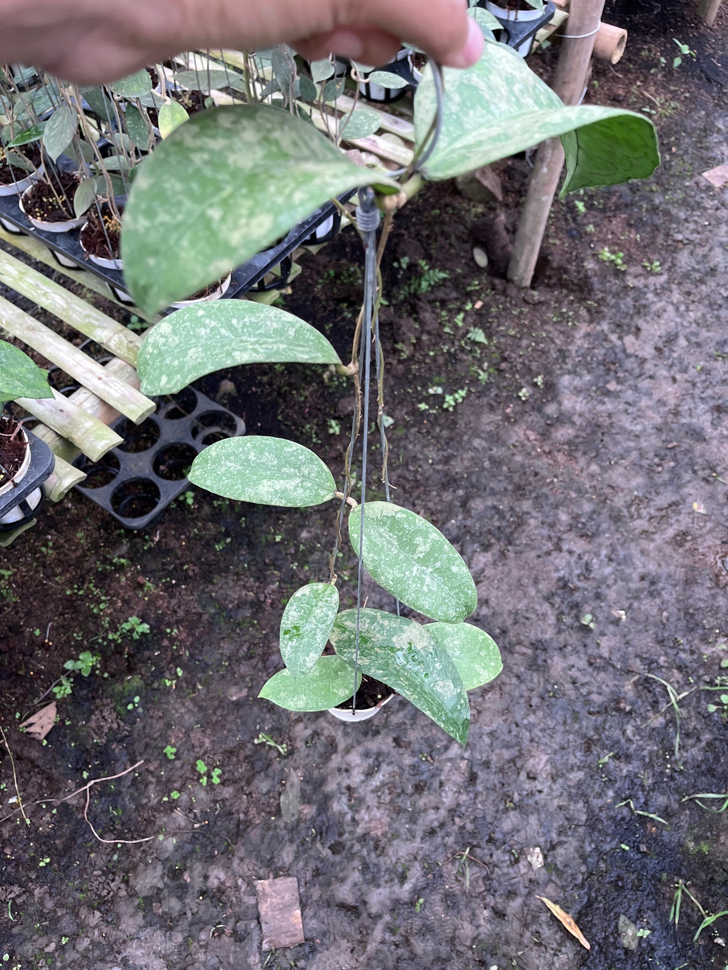 Hoya SLM04 Clone 2