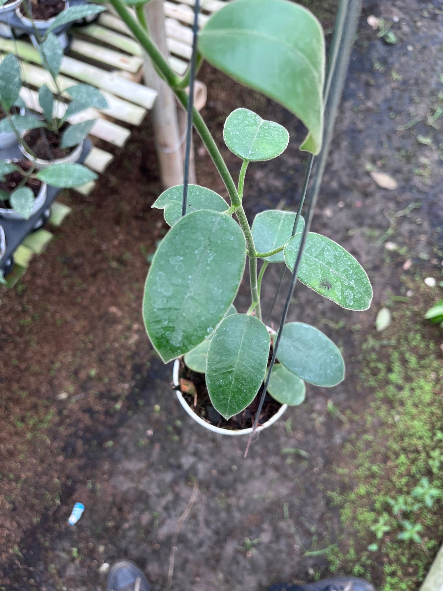 Hoya Eriostemma