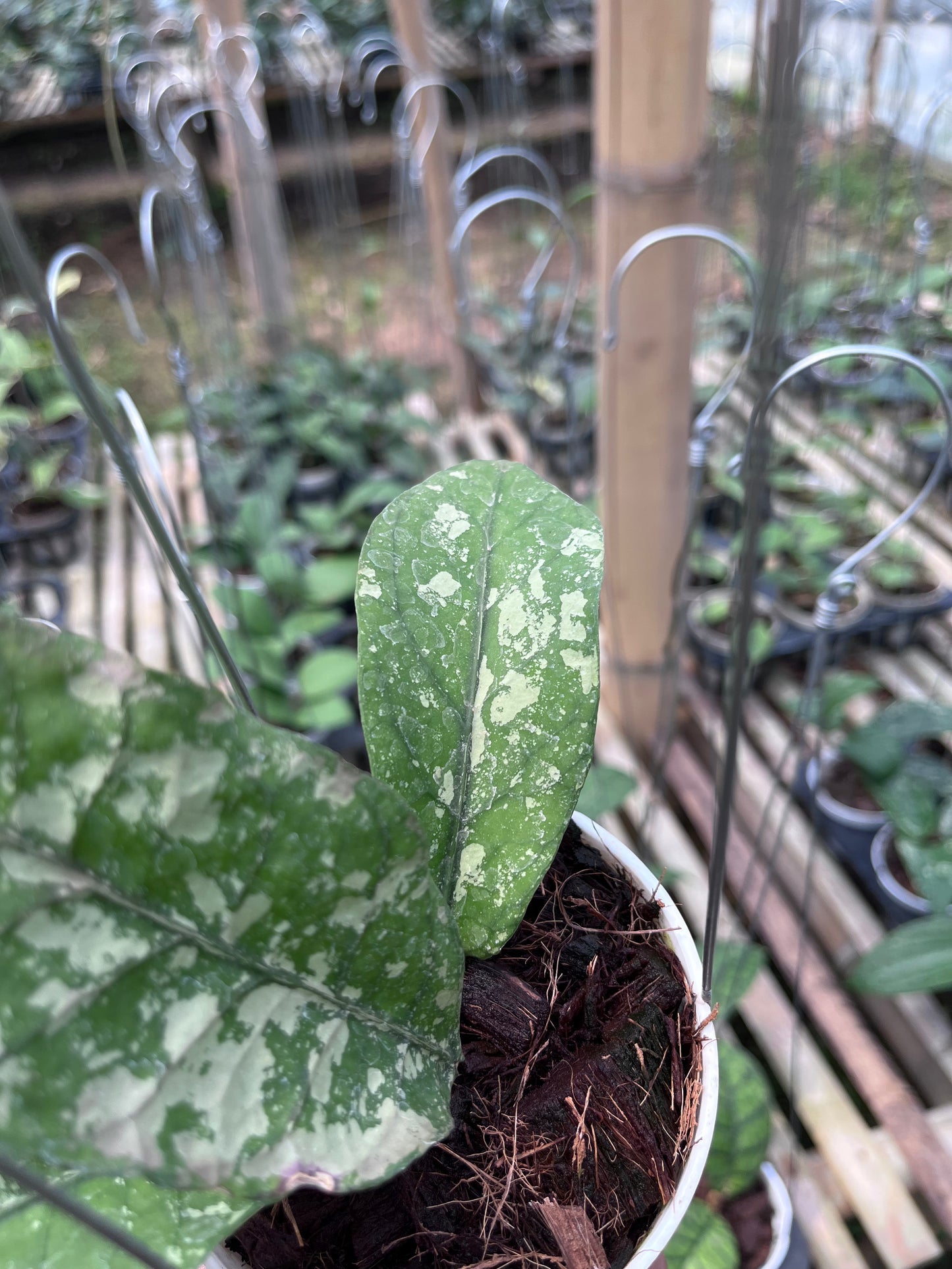 Hoya Bur Senubung