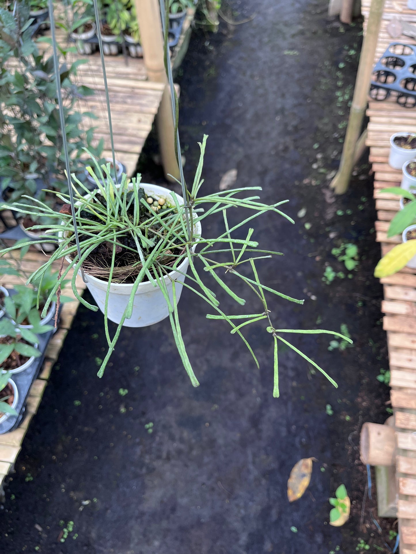 Hoya Retusa