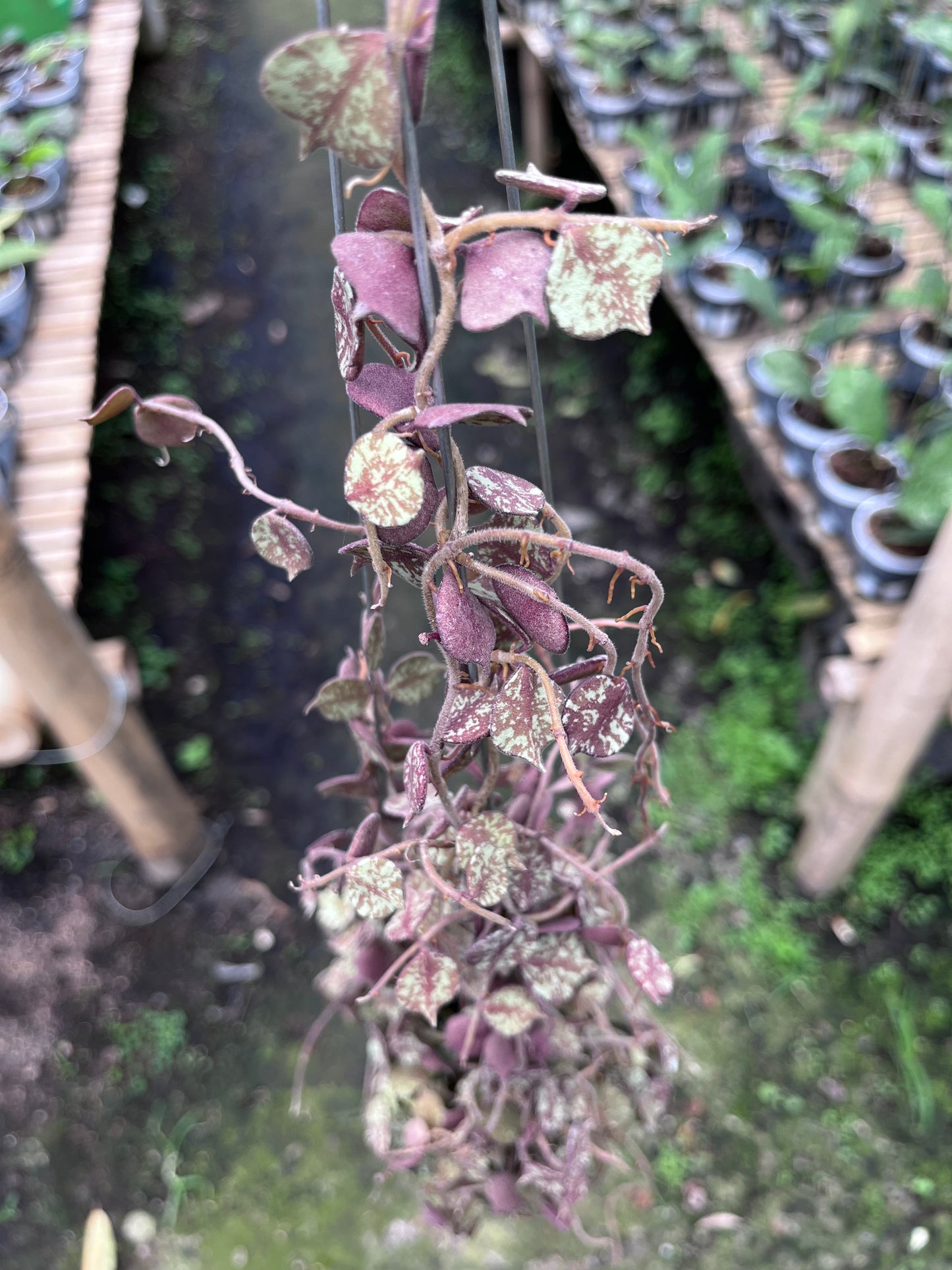 Hoya Curtisi Red