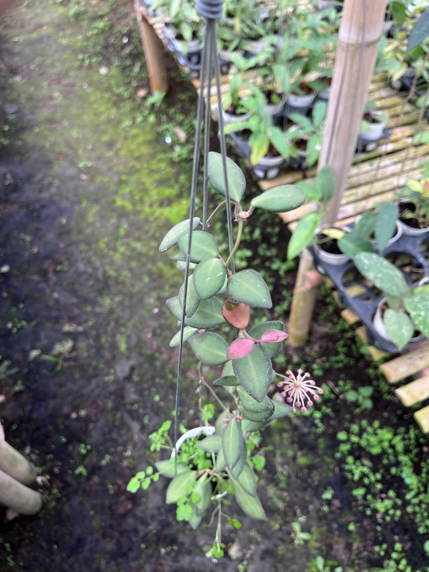 Hoya Ds-70