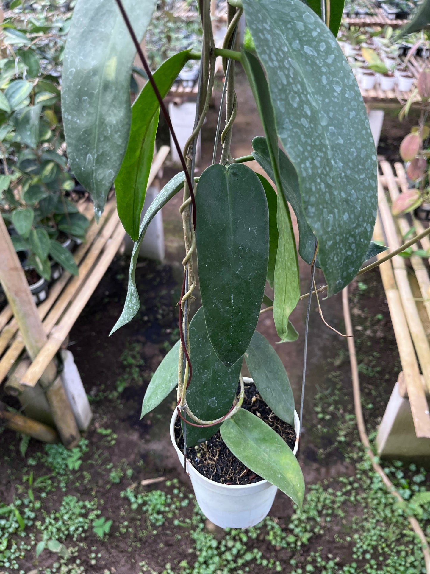 Hoya Onychoides