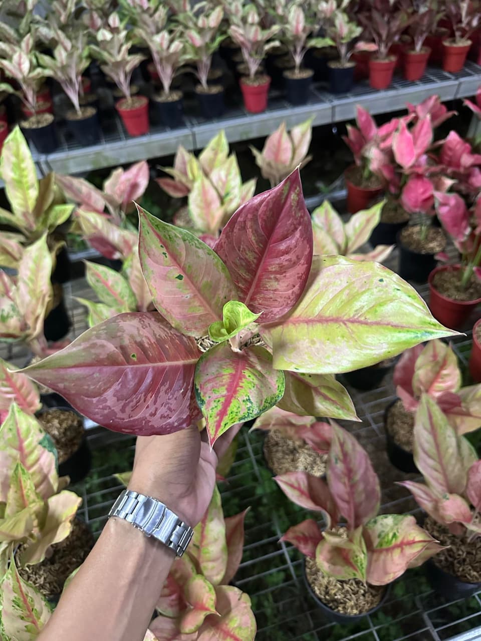 Aglaonema Light Of Diamond (LOD)