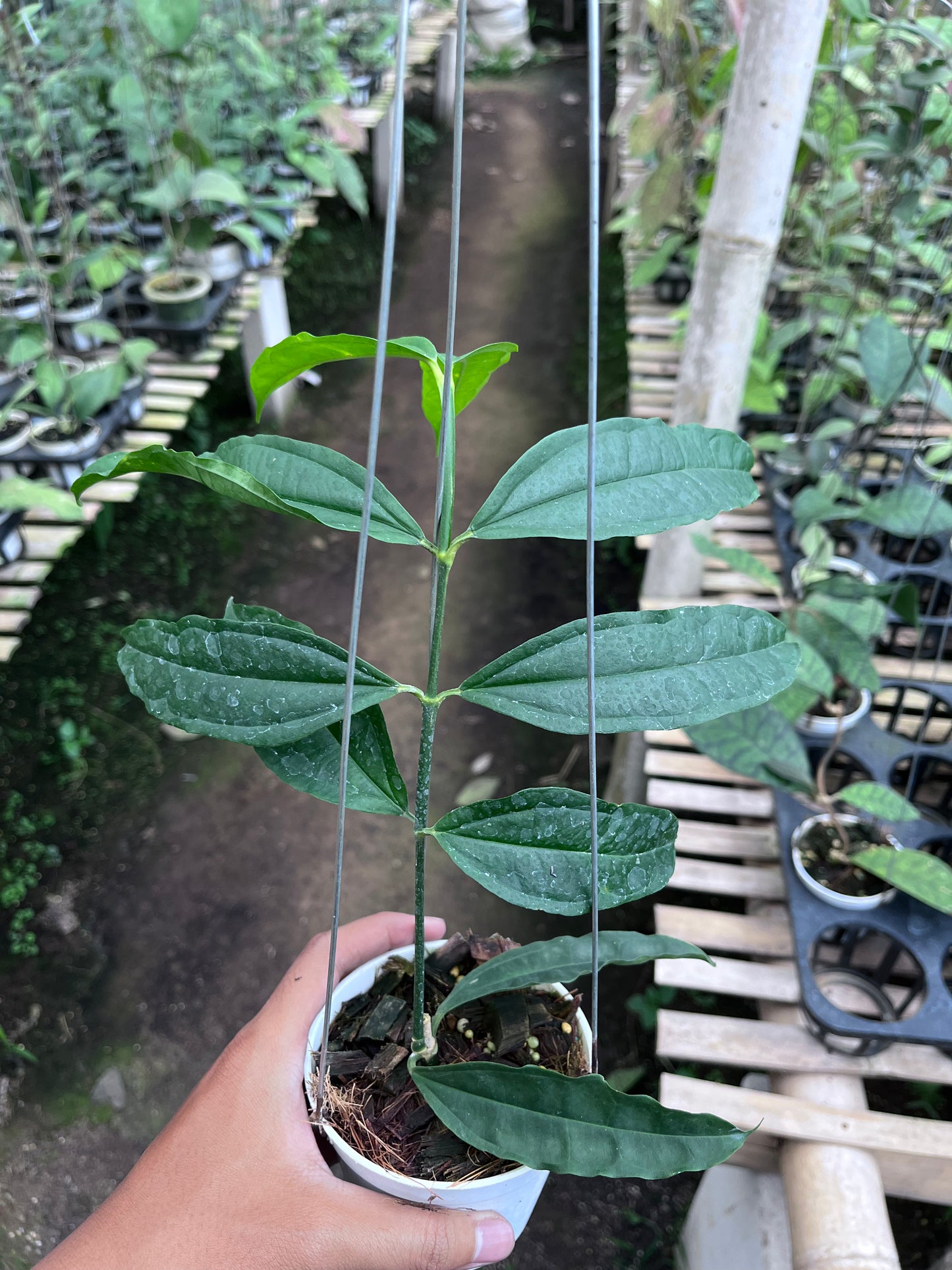 Hoya Medinillifolia