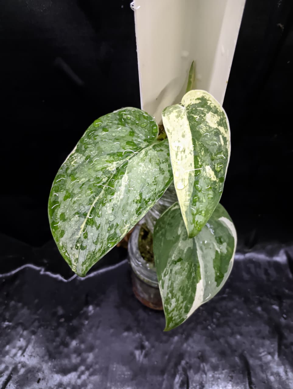 Scindapsus Peasun