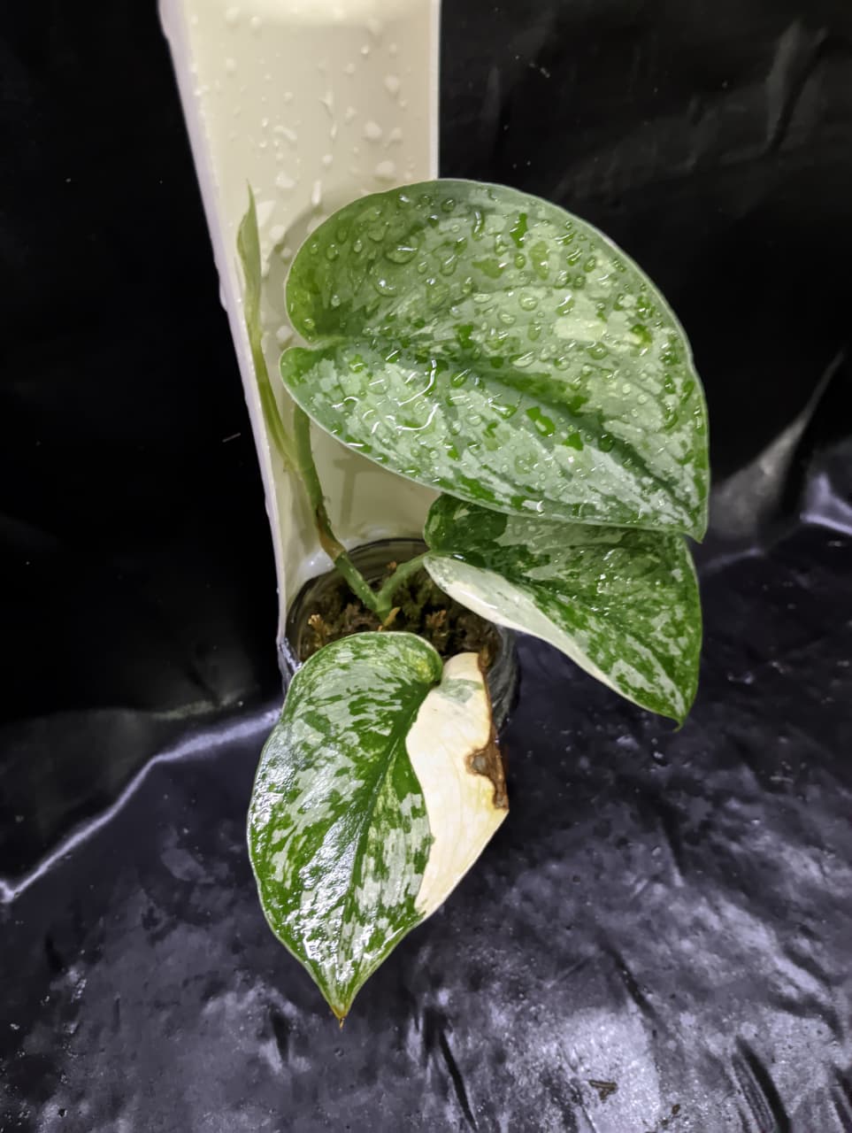 Scindapsus Purity
