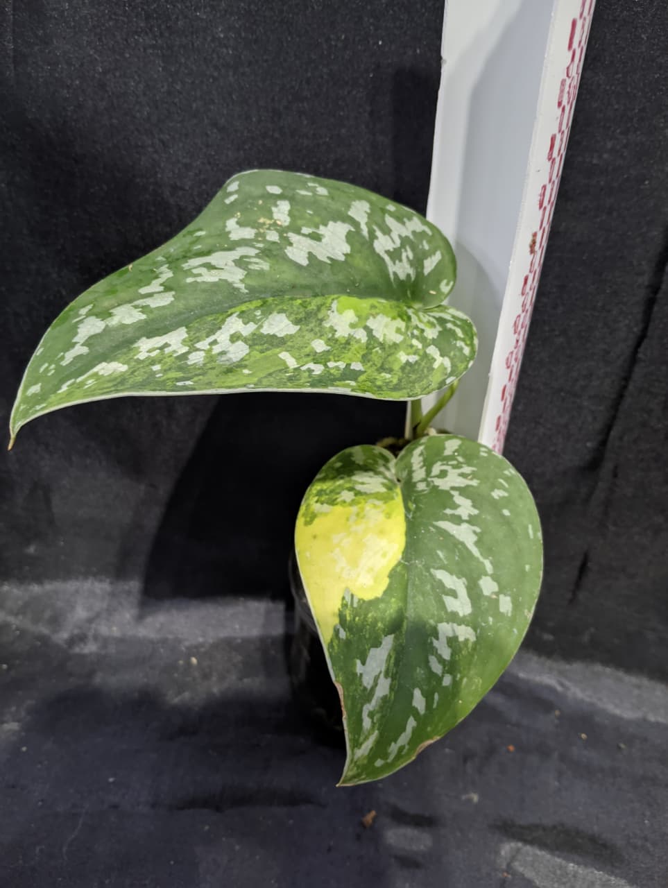 Scindapsus Centarum
