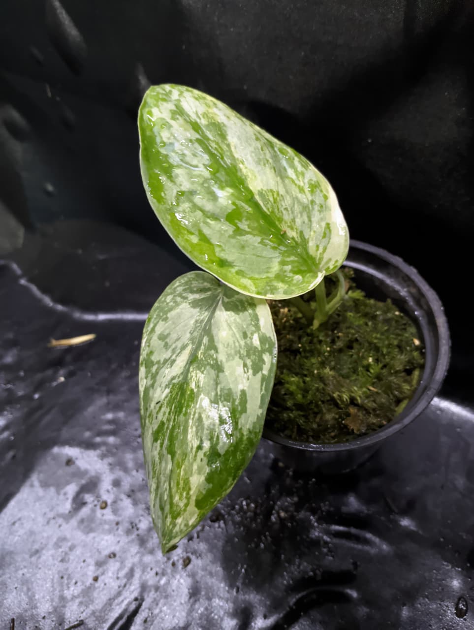 Scindapsus Silver Cloud Albo