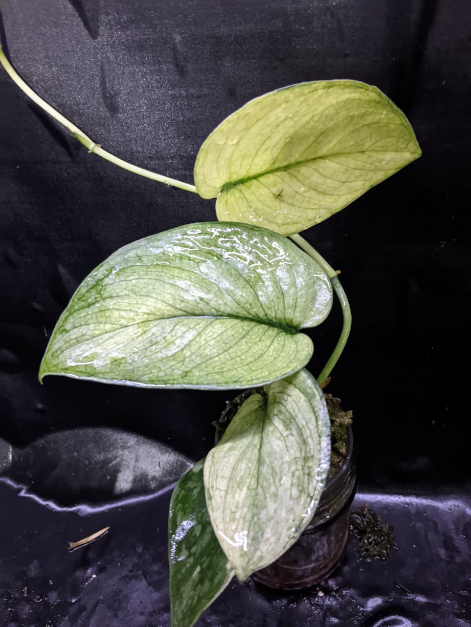 Scindapsus Solaris