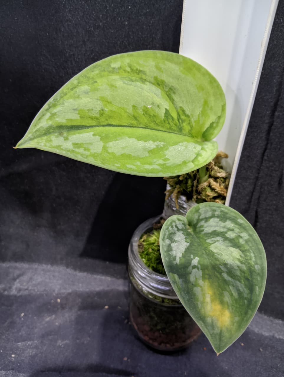 Scindapsus Venom