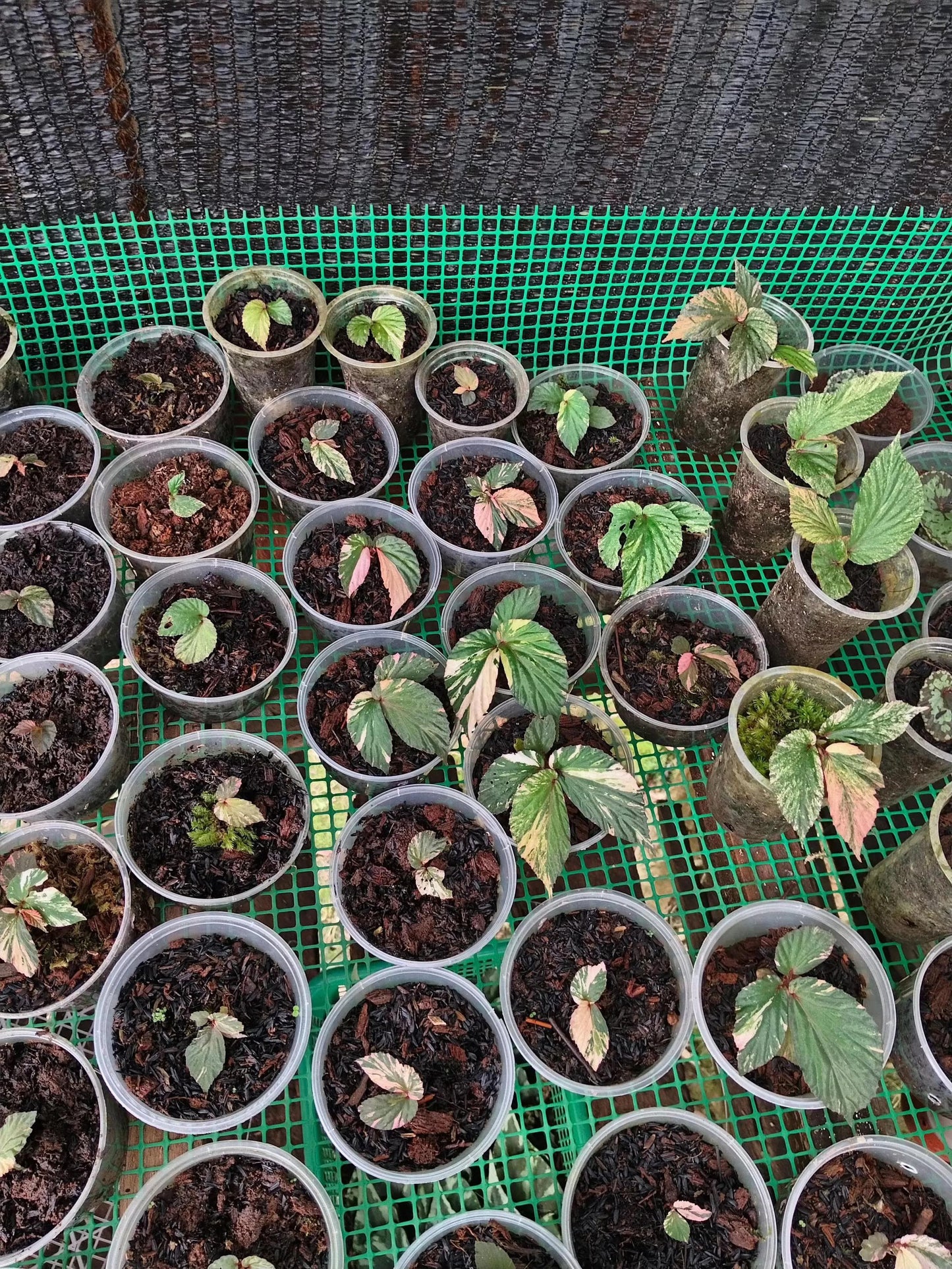 Begonia Varigated