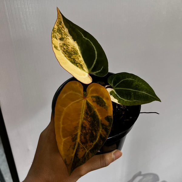 Variegated