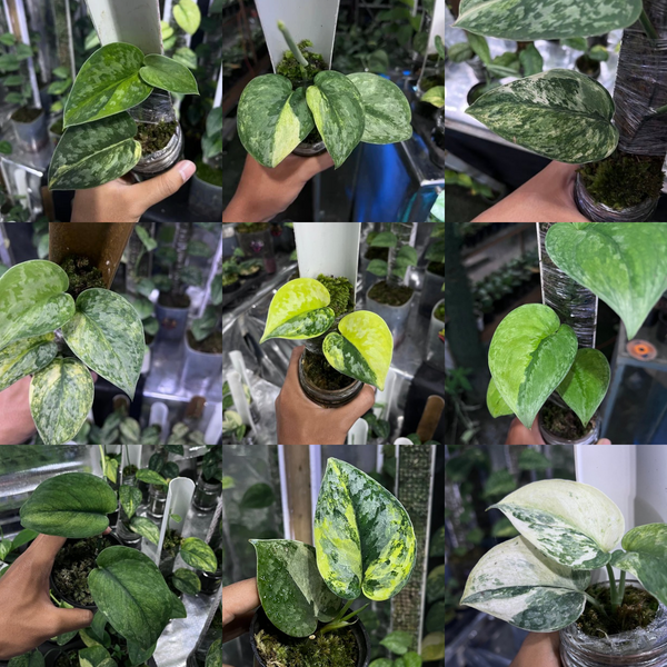 Scindapsus