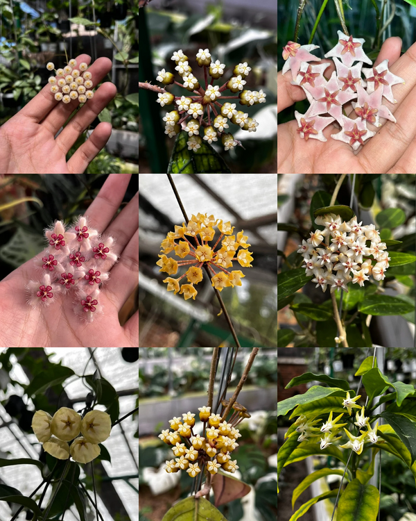All Hoya