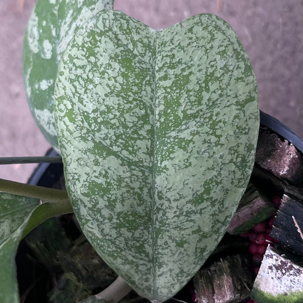 Hoya Splash