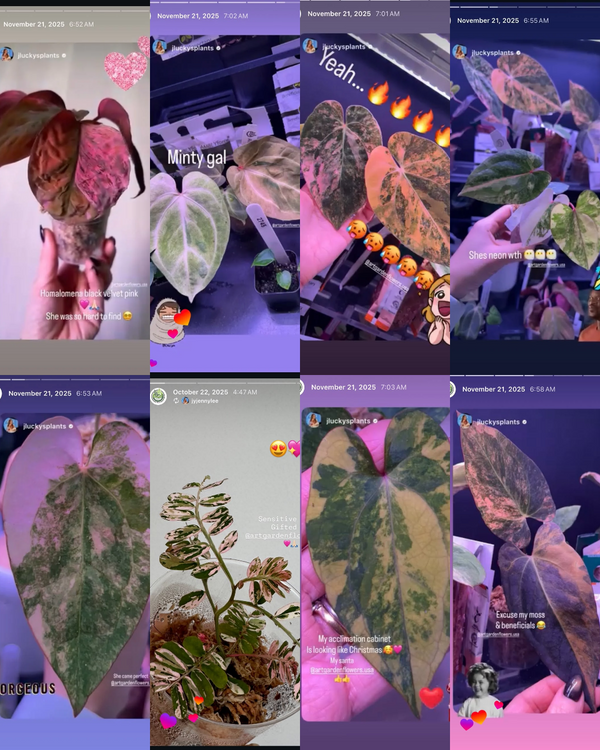 JLuckysPlants