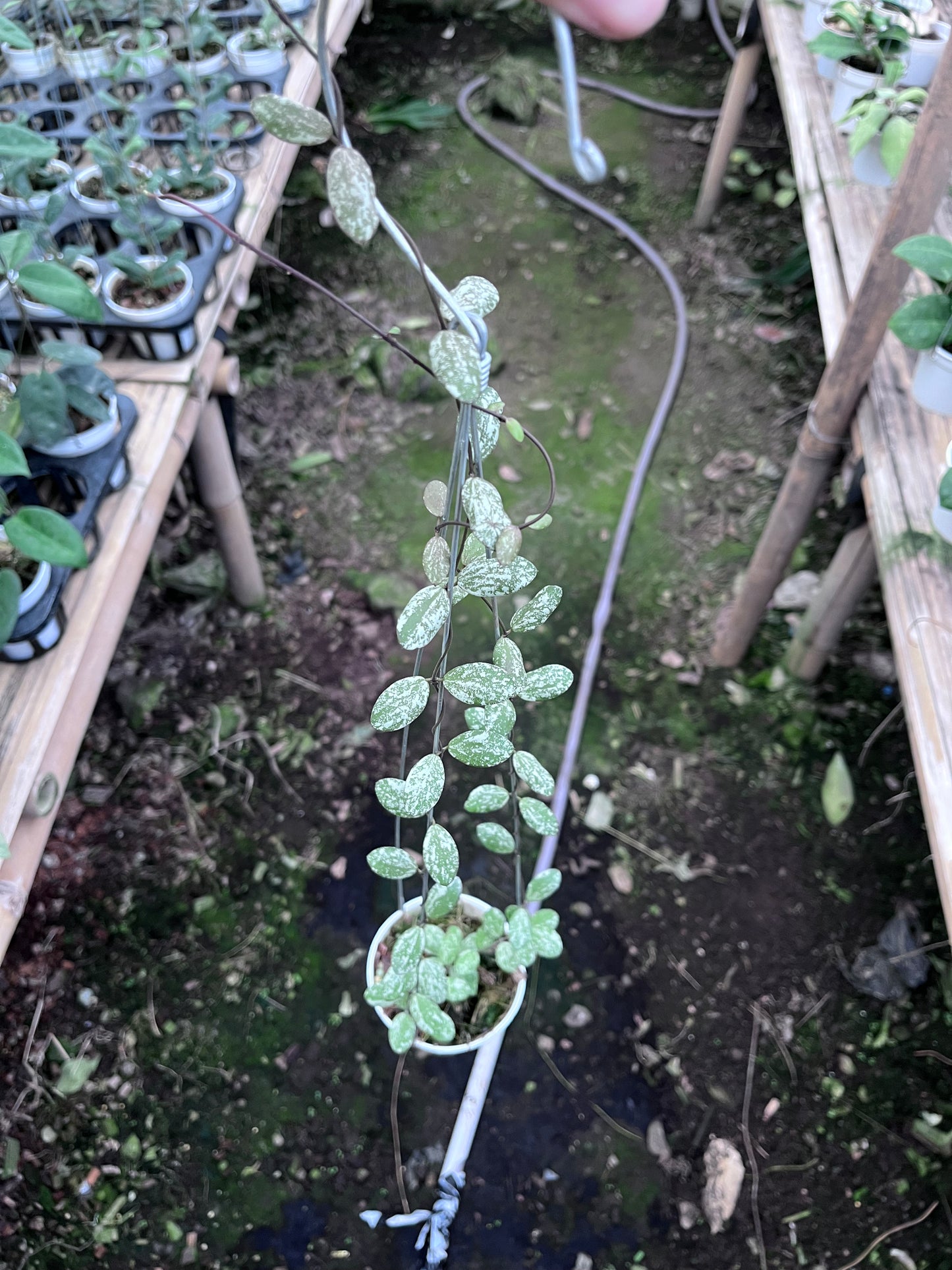 Hoya Aff Fubera