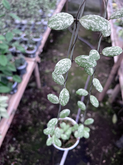 Hoya Aff Fubera