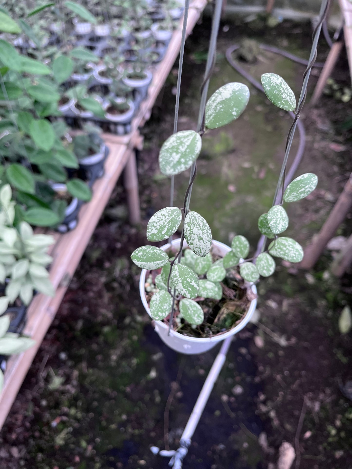 Hoya Aff Fubera