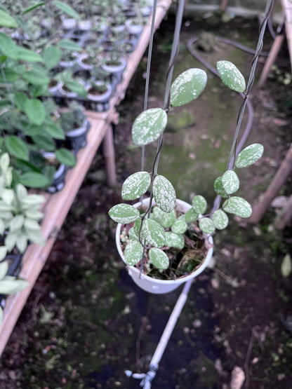 Hoya Aff Fubera