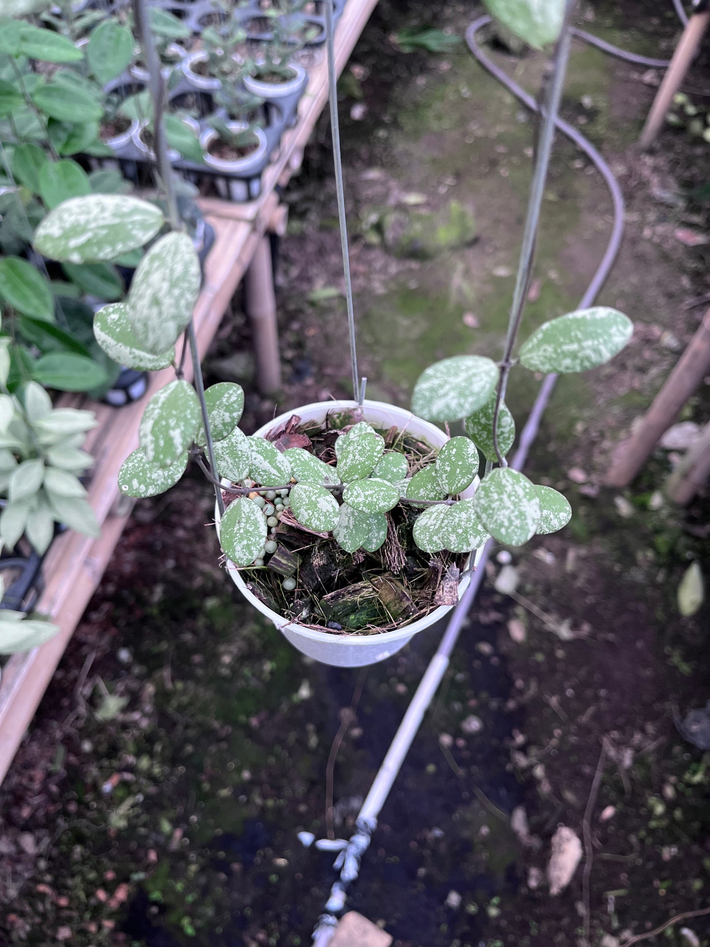 Hoya Aff Fubera