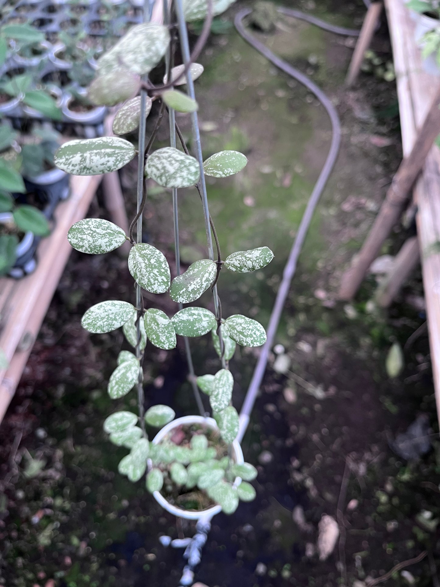 Hoya Aff Fubera
