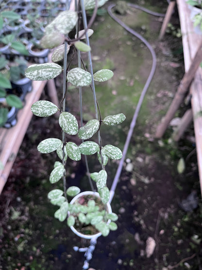 Hoya Aff Fubera
