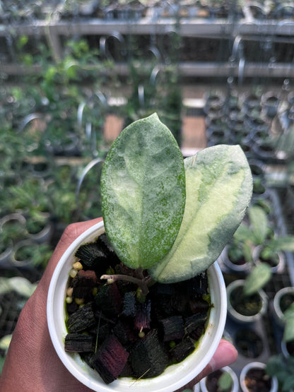 Hoya Argentea Princess