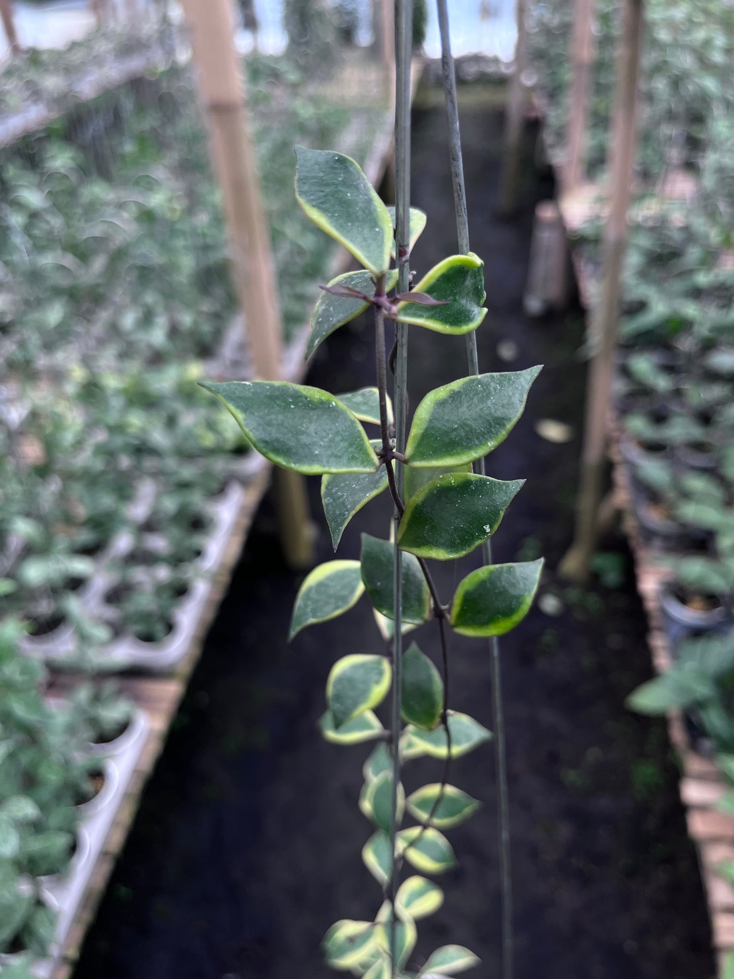Hoya Bakoensis Albo