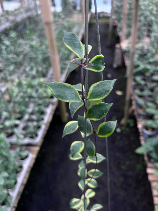 Hoya Bakoensis Albo