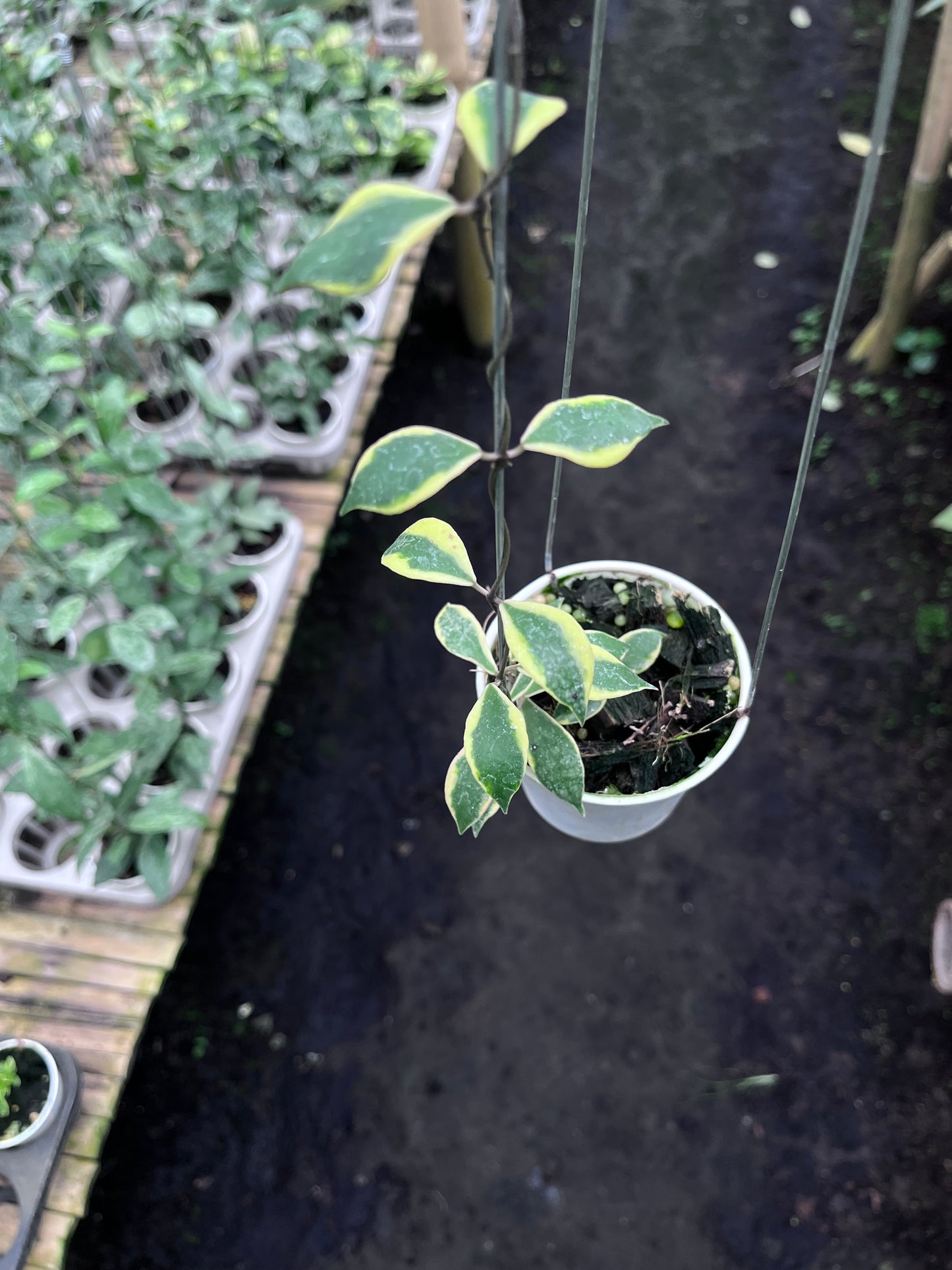 Hoya Bakoensis Albo