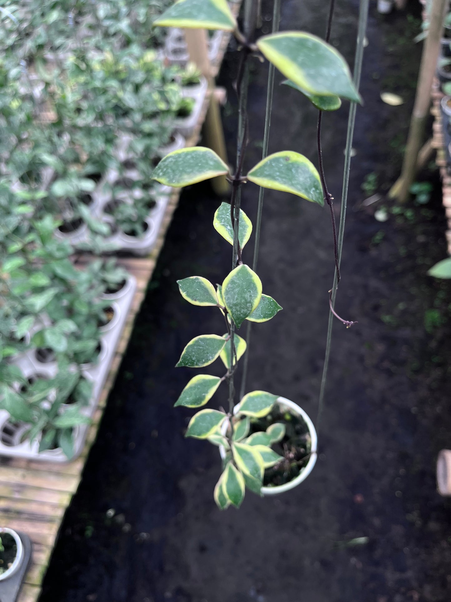 Hoya Bakoensis Albo