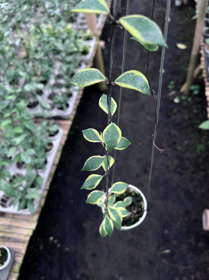 Hoya Bakoensis Albo