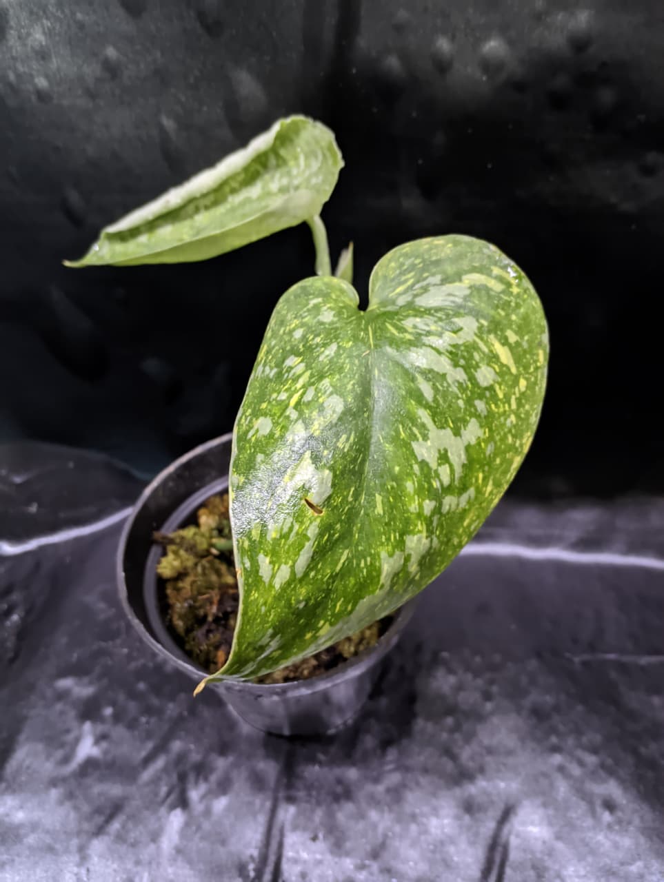 Scindapsus Baticon