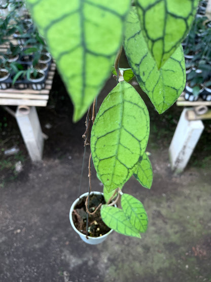 Hoya Callistophylla Original