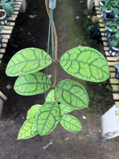 Hoya Callistophylla Vena